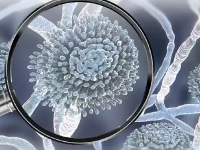 micotoxina 2 v2