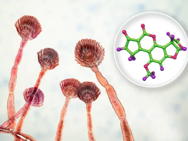piensos aflotoxinas